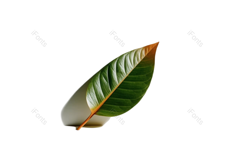 叶子图片,形状元素,清新PNG,摄影免抠素材